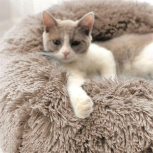 Alternative view of Calming Cat Bed