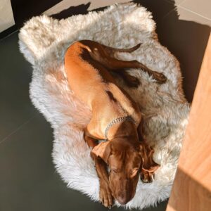 Luxury Orthopedic Faux Fur Dog Bed